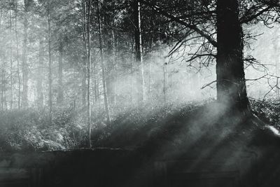 Trees in forest during foggy weather