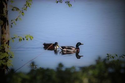 Birds swimming in lake