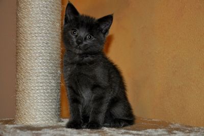 Portrait of black kitten by scratching post against wall