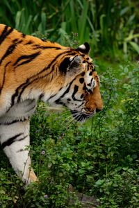Side view of tiger standing on field