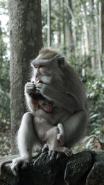 Mom and baby monkey in sangeh 