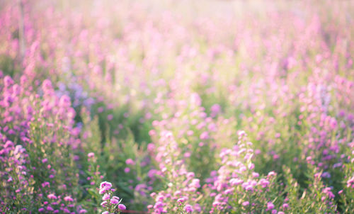 Close-up of pink flowering plants on field