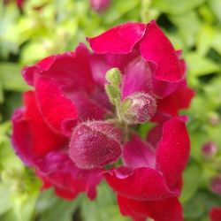 Close-up of pink rose blooming outdoors