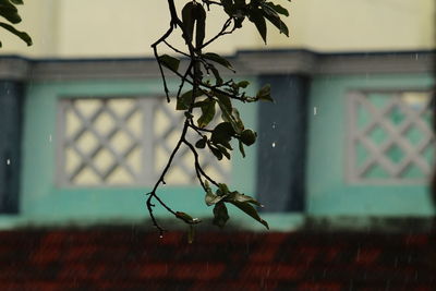 Close-up of plant against building