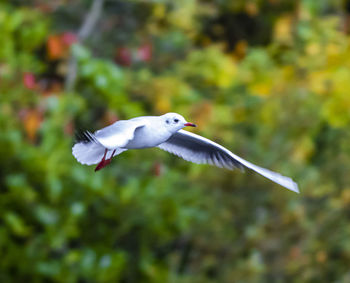 Seagull flying