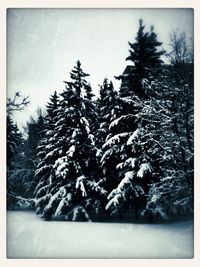 Snow covered trees