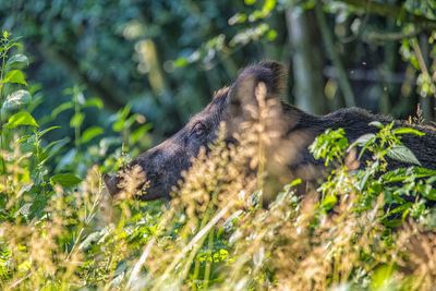 Side view of an animal on land