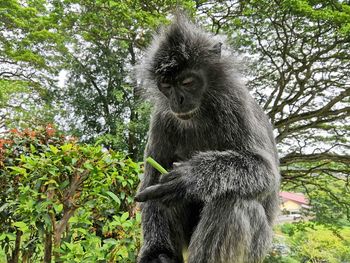 Monkey sitting on land in forest