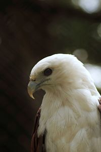 Red-backed sea eagle headshot