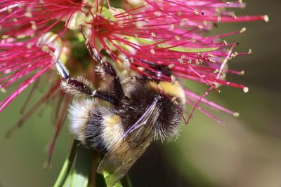 Close-up of bee pollinating on flower