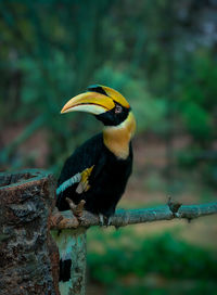 Close-up of bird perching on tree