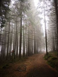 Trees in forest