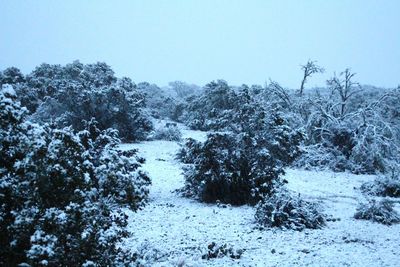 Snow covered trees in forest against clear sky