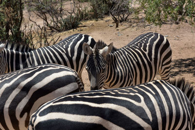 View of two zebra