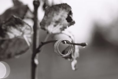 Close-up of rings in twig