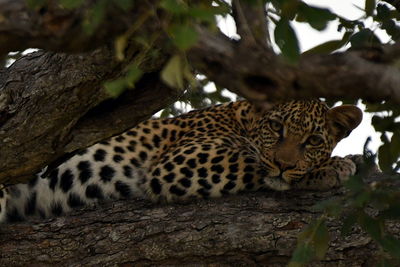 Tiger lying on tree trunk