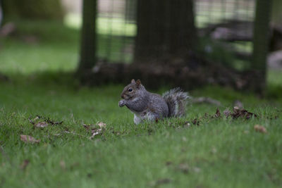 Squirrel on a field
