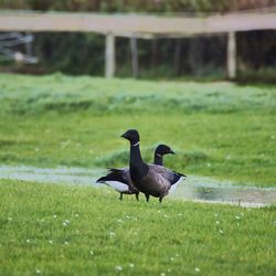 Ducks on grass by lake