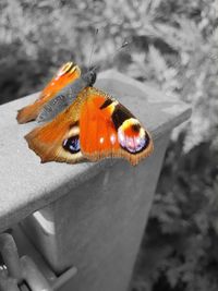 Close-up of orange butterfly