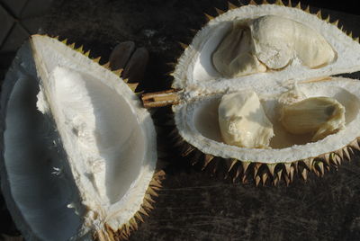 High angle view of shells on table