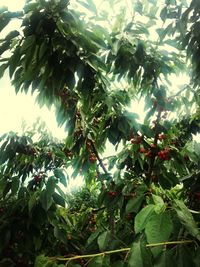 Low angle view of plants