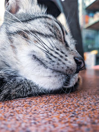 Close-up of cat sleeping