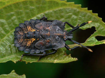 Close-up of insect on leaf