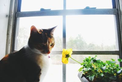 Close-up of cat on window sill at home