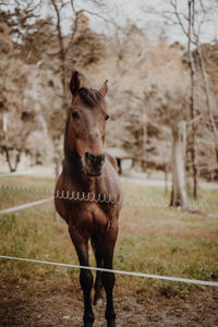 Horse standing in ranch