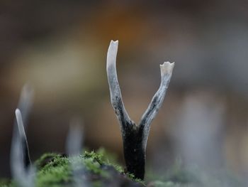 Close-up of plant