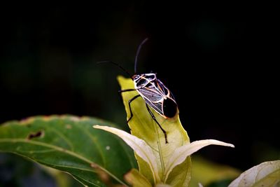 Close-up of madates limbata beetle on host plant