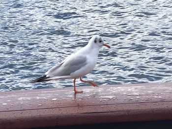 Seagull perching on a sea