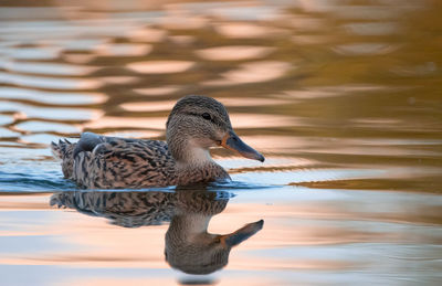 Duck swimming in lake