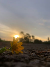 Close-up of yellow flower against sky at sunset