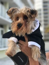 Close-up portrait of dog holding terrier