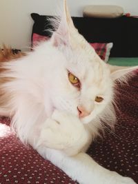 Close-up portrait of cat relaxing on sofa at home