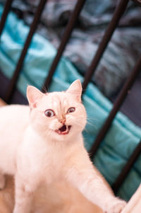 Low angle view of cat sitting on ceiling