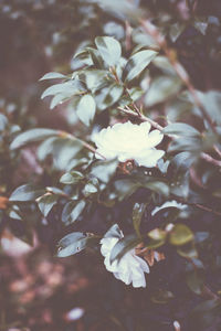 Close-up of white flowering plant