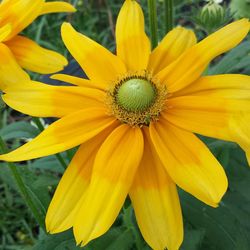 Close-up of yellow flower blooming outdoors