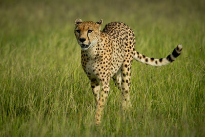 Portrait of a cat on field