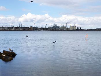 Seagulls flying over sea in city against sky