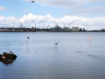 Bird flying over sea against sky