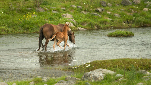 Horse drinking water in lake