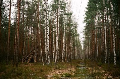 Trees in forest against sky