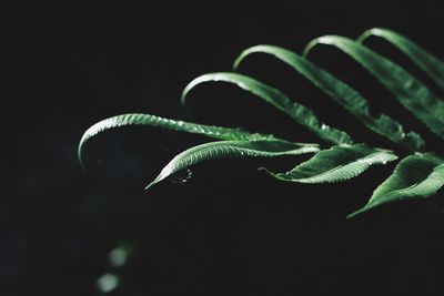 Close-up of fern against black background