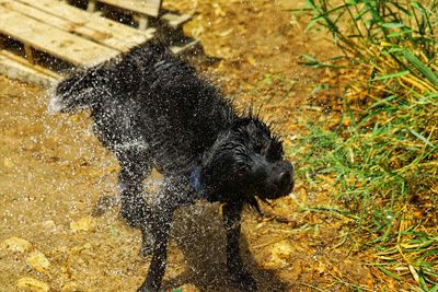 High angle view of dog in water