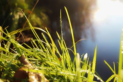 Close-up of grass growing on field during sunny day