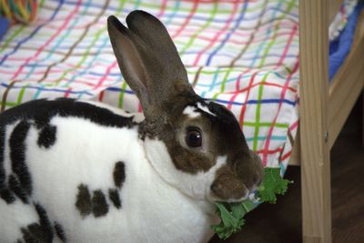 Close-up portrait of a cat at home