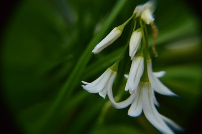 Close-up of white flowers