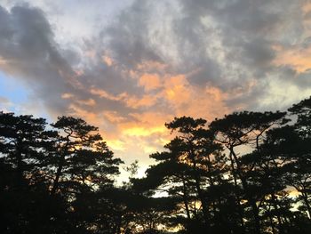 Low angle view of silhouette trees against sky at sunset